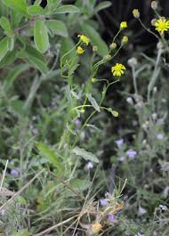 Image result for Senecio speciosus