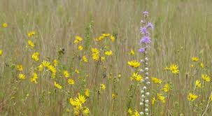 There is a lot of emphasis for landowners to use native plants when they landscape. Invasive Species Protecting Native Plants