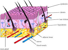 Check spelling or type a new query. Tissue Engineering Of Replacement Skin The Crossroads Of Biomaterials Wound Healing Embryonic Development Stem Cells And Regeneration Journal Of The Royal Society Interface