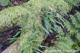 Image result for Lepisorus