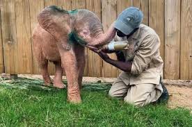 Innocent baby elephant caught in a snare suffers four unbearable days trapped there