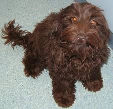 Valley View Dog Breeders Colour Guide