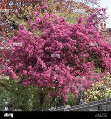 Image result for Malus × purpurea