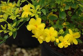 Image result for Jasminum meyeri-johannis