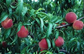 A large variety of trees for north carolina. Growing Fruit Trees North Carolina Cooperative Extension