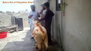 Camel qurbani video on eid ul azha reviewed by shahzad on 15:50 rating: Dumba Qurbani Ka Dumba Bakra Eid At Pakpattan Sharif Shamshad Hussain Ali Masood