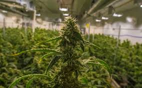 Große auswahl an grow rooms. Commercial Grow Room Setup The Basics Groadvisor