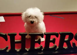 What are the traits of bichon frise puppies? Bichon Puppies For Sale Texas