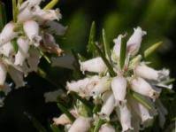 Image result for Equilabium laxiflorum