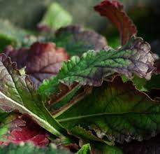 Image result for Scleria rehmannii