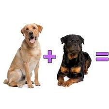 She is a lab/rottweiler mix. Labrador Retriever Rottweiler Labweiler Hybrid Dogs Dog Training Rottweiler Mix