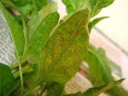 Another natural spider mite remedy is to release natural predators of spider mites around the plants. Red Spider Mite Dummer Garden Manage Gfinger Es La App De Jardineria Mas Profesional