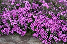 Pokud jim věnujete správnou péči, odvděčí se záplavou květů. Garten Flammenblume Teppich Phlox Subulata Zwergenteppich Garten Von Ehren Qualitat Seit 1865 Garten Von Ehren