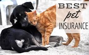 Our pet insurance plans offer flexible policies at competitive prices, ensuring you can get the right cover for your dog or cat at the right price. Best Pet Insurance By Need 2021 Dogs Cats Puppies Multiple Pets Value Preventative Care And More Caninejournal Com