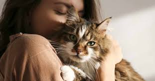 When calculating the age of your cat in human years, it's important to recognize that various factors may affect your cat's comparative age to that of a human. How Old Is My Cat In Human Years Calculating Your Cat S Age Pets And Cuteness