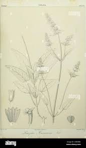 Image result for Leucas capensis