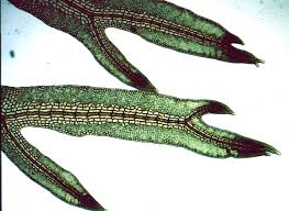 Image result for Polystachya caloglossa