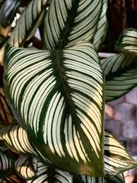 This Week At The N1 Garden Centre Were Loving The Wide Variety Of Patterns On Our Indoor Plants Pictured Is The Beautiful Ca Plants Indoor Plants Plant Leaves