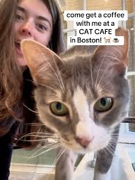 Not kitten around…this café is the cat's meow! 😻 . . . #thingsToDoIn...