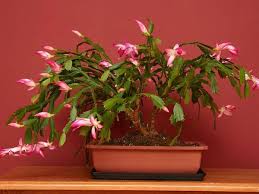 The hanging branches, which are made up of flat there are certain factors that can help — or hinder — your christmas cactus's potential. How To Make A Christmas Cactus Bloom Grow Christmas Cactus Plant Cactus Care Christmas Cactus