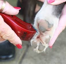 Grooming And Trimming Your Dog Aussie Pooch Mobile
