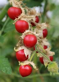 Image result for Solanum richardii