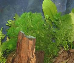 Stem Aquarium Plants Plant Care And Plant Pictures For Stem
