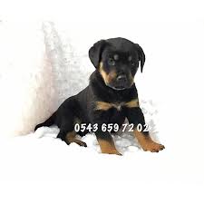Satilik Rottweiler Yavrusu Fiyatlari Ilanlari Evcil Kopek Ilani