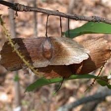 Image result for Terminalia trichopoda