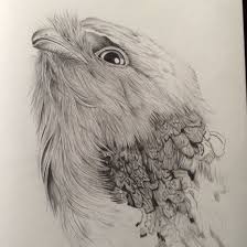 Tawny Frogmouth Pencil On Paper Australian Birds Animal Paintings Bear Art Australian Birds