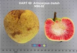 Image result for Artocarpus