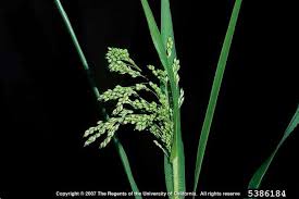 Image result for Panicum miliaceum
