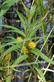 Image result for Lysimachia ruhmeriana