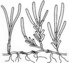 Image result for Zosteraceae