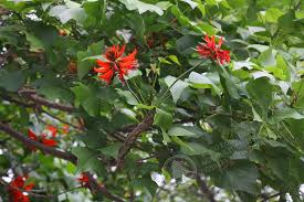 Image result for Erythrina madagascariensis