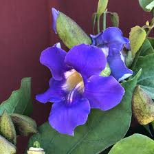 Image result for Thunbergia vogeliana