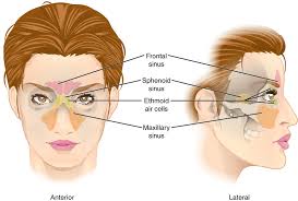 Image result for sinuses