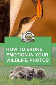 In This Nature Photography Tutorial We Give You Some Unusual Things To Think About Wildlife Photography Tips Amazing Nature Photography Nature Photography Tips