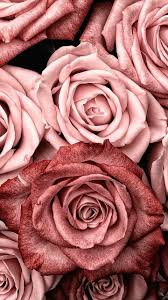 Insta And Pinterest Amymckeown5 Mobiele Telefoon Achtergronden Achtergronden Roos Behang