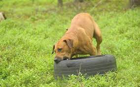 10 Most Dangerous Dogs The Blacklist Of Banned Breeds All Things Dogs