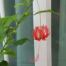 9,090 отметок «нравится», 42 комментариев — kew gardens (@kewgardens) в instagram: Hibiscus Schizopetalus Japanese Lantern Furniture Home Living Home Decor Other Home Decor On Carousell