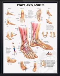 Foot And Ankle Chart 20x26 Foot Anatomy Ankle Anatomy