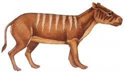 Image result for Oreophyton