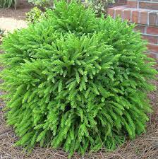 Dwarf japanese cedar can be a very worthwhile addition to your garden, as part of. Cryptomeria Globosa Nana Is A Low Mounding Evergreen Shrub With Dark Green Foliage That Does Well In Containers Or Bord Garden Shrubs Plants Landscaping Plants