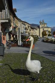 the swan in town by irene grassi cannobio http www cannobiotour com italy regions of italy verbania
