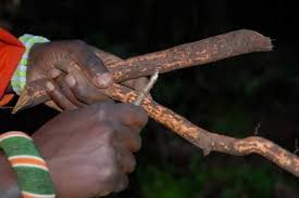 Image result for Cassipourea ndando