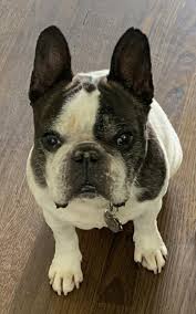 Colorado french bulldog rescue group directory. French Bulldog Rescue Network A Nonprofit Corporation Reviews And Ratings Glen Allen Va Donate Volunteer Review Greatnonprofits
