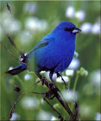 Birds Of North America Indigo Bunting Male Bunting Bird Beautiful Birds Backyard Birds