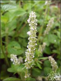 Image result for Platostoma