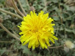 Image result for Ageratinastrum palustre